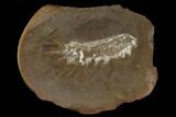 Fossil Worm (Rhaphidiophorus) - Illinois #120872-1